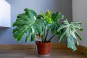 Potted Monstera Thai Constellation with distinctive variegated leaves. Decorative houseplant placed in a modern interior on a wooden floor.