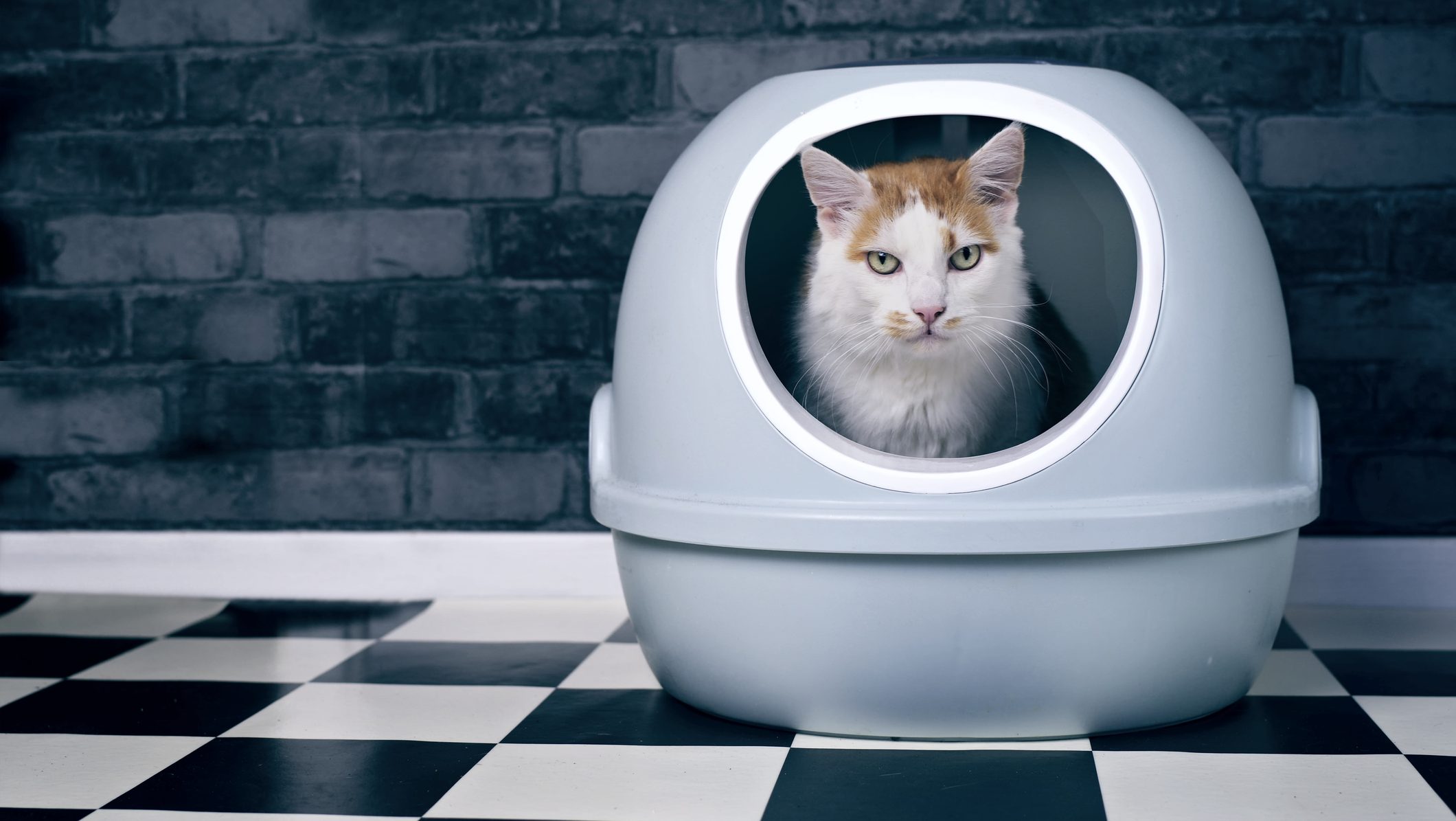 Cute van cat sitting in a self cleaning litter box and looking curious to the camera. Horizontal image with copy space.