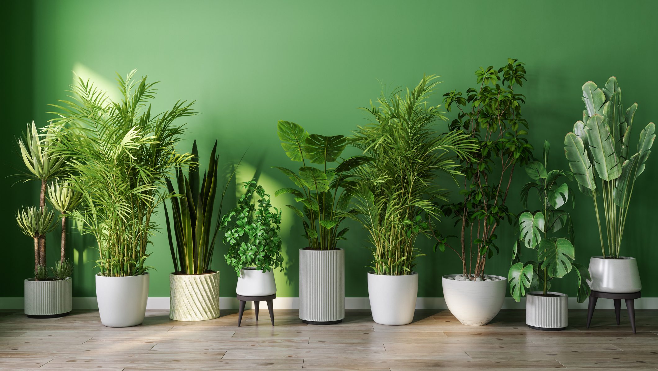Indoor Plants in Stylish Pots Against Green Wall
