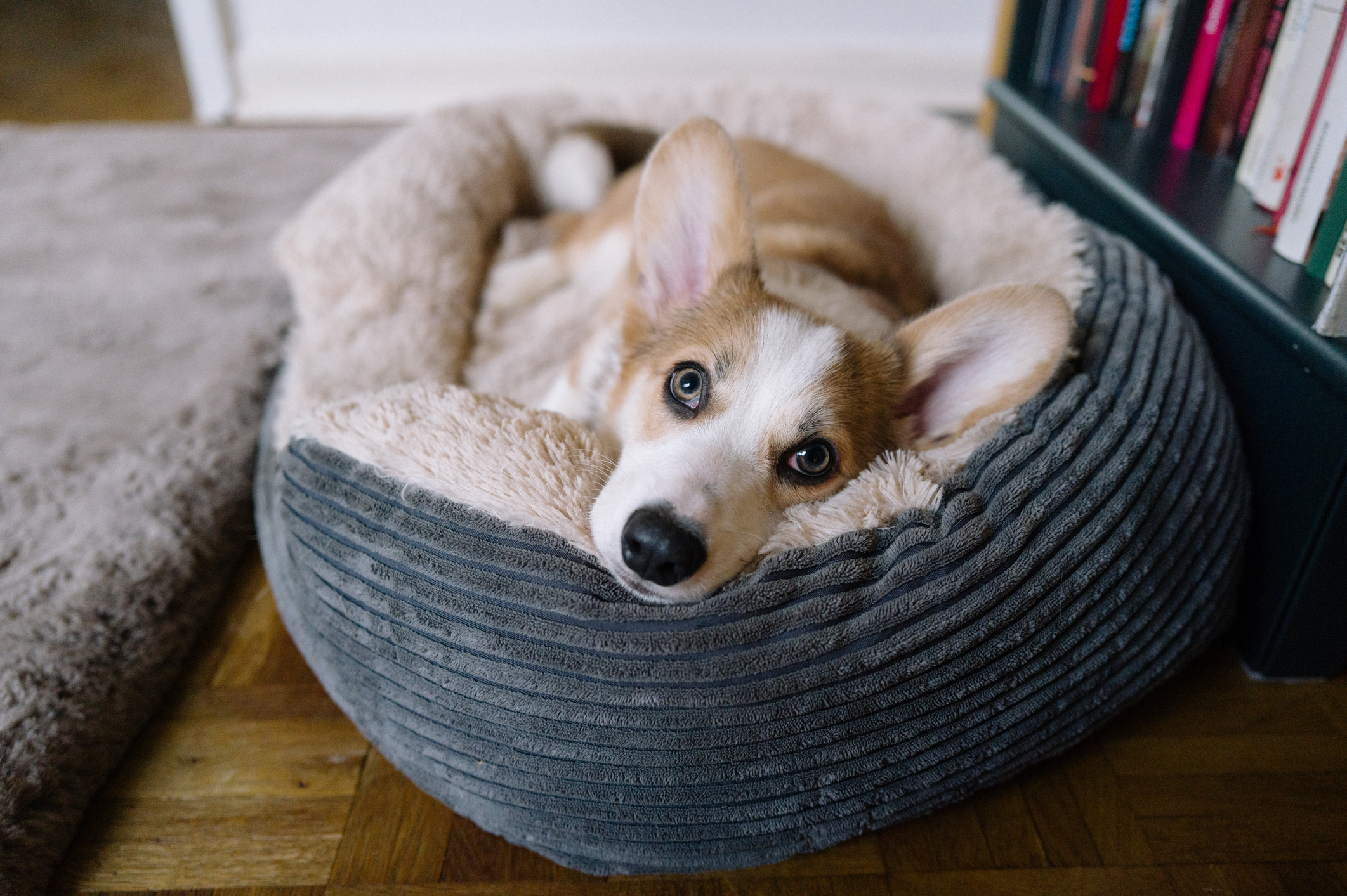 Welsh corgi resting in dog bed