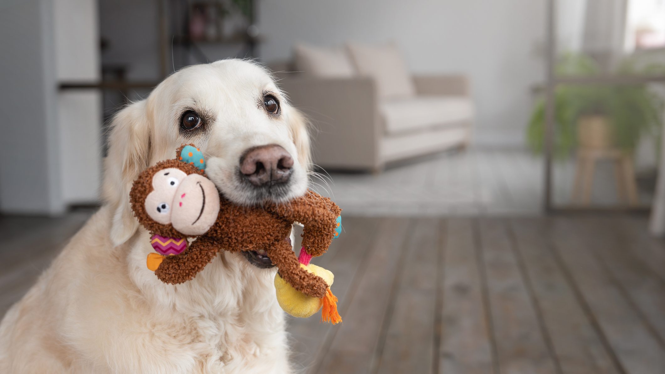 golden retriever holding toy