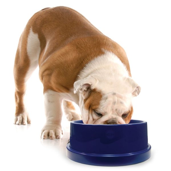 K&H Coolin Pet Bowl, Size: 96 Fl oz | PetSmart
