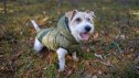 Dog in green jacket in autumn forest. Jack Russell terrier in park. Pet in fashionable clothes on walk.