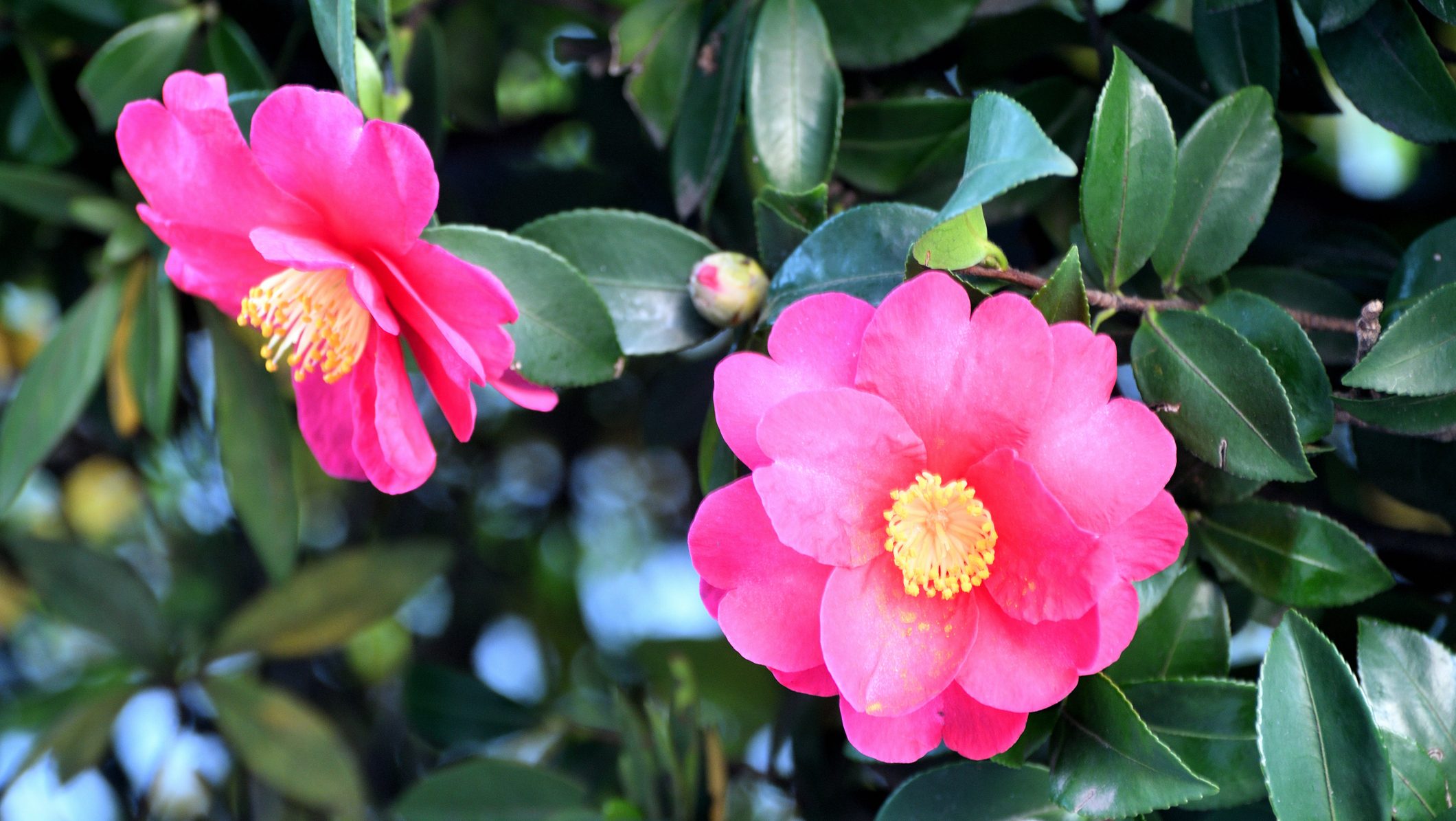 Camellia japonica, commonly called Japanese camellia, is an evergreen shrub that typically grows to 2-4m tall with glossy, dark green leaves. It is native to Japan and China. Species plants have single flowers, but there are also cultivars with semi-double or double flowers. Each single flower has 5-8 petals. Flower colors are most commonly white, pink or red with yellow anthers.