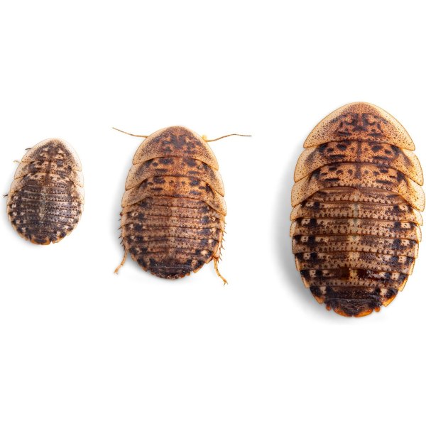 Flukers Dubia Roaches Live Feed Reptile Food, Small, 100 count