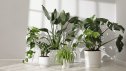 Different beautiful houseplants in pots near white wall